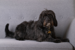 Kipper